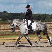 Anden særlig race Malou