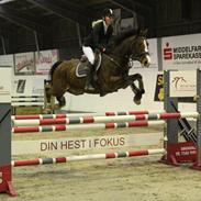 Dansk Varmblod Tabasco (Speedy)