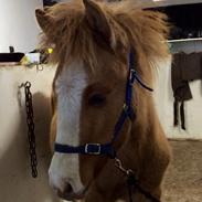 Islænder Dísill fra Vissebjerggård