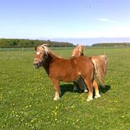 Shetlænder Excalibur