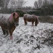 Shetlænder Excalibur