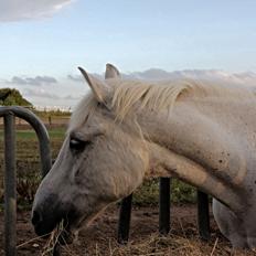 Anden særlig race Junker <3