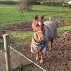 Anden særlig race Clements Gipsy King