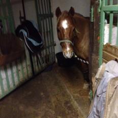 Anden særlig race Clements Gipsy King