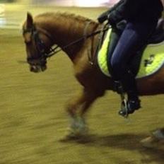 Anden særlig race Clements Gipsy King