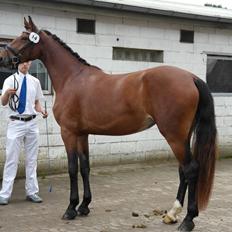 Frederiksborg Nytoftgaards Anastacia (Baby)