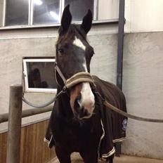 Hollandsk Varmblod Besita