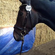 Dansk Varmblod Egebjergs Roseanne