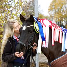 New Forest Skovlundegårds Quality SOLGT