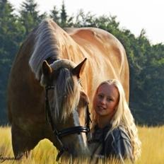 Haflinger Minigårdens Hemindus