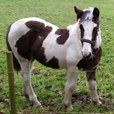 Irish Cob Thorsholms an Ce'ann Eile Maja Naja