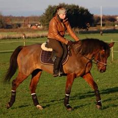 Anden særlig race Holly