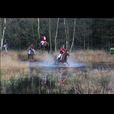 Anden særlig race Cody.