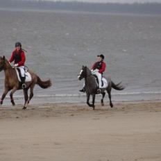 Anden særlig race Cody.