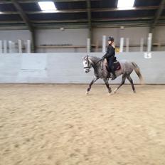 Welsh Cob (sec D) Svanegaardens sunrise