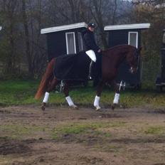 Dansk Varmblod Virgin´s Salsa