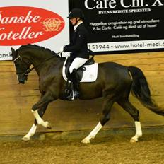 Welsh Partbred (Sec F) Struntze's MasterPiece BRSDH 630