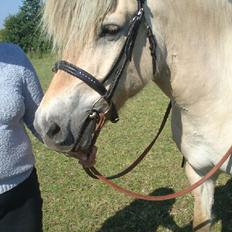 Fjordhest Mosebos Tornerose
