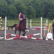 Anden særlig race Luna (Rideskolehest) solgt