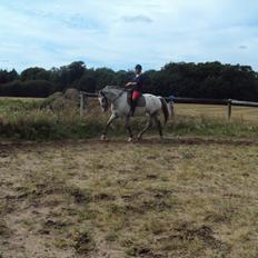 Knabstrupper Belle (Pippi)