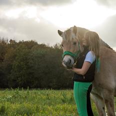 Fjordhest | Odin Møldrup | Hotte 