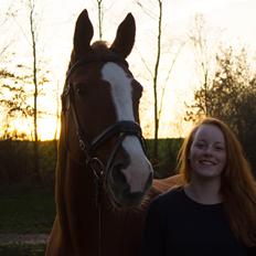 Dansk Varmblod Faberge