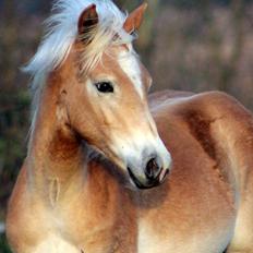 Tyroler Haflinger Belina