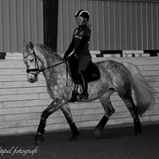 Dansk Varmblod Berenice