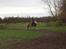 Tyroler Haflinger Bamse