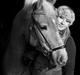 Haflinger Amazing Grace