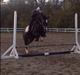 Welsh Pony af Cob-type (sec C) Pristina (TIDLIGERE PART)