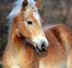 Tyroler Haflinger Belina