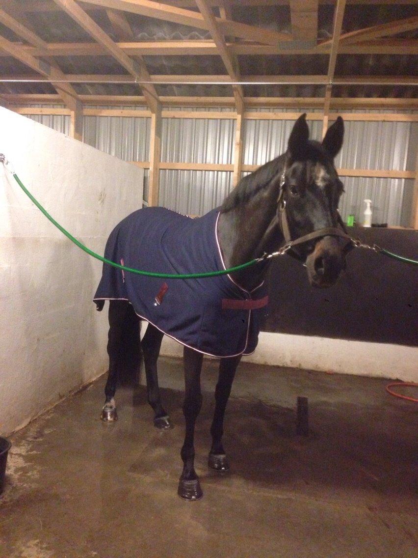 Dansk Varmblod Pinvigs Cha Cha billede 15