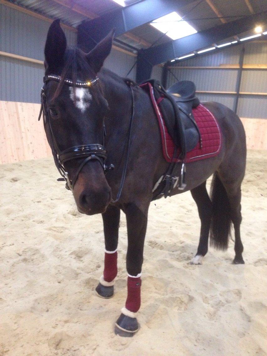 Dansk Varmblod Pinvigs Cha Cha billede 16