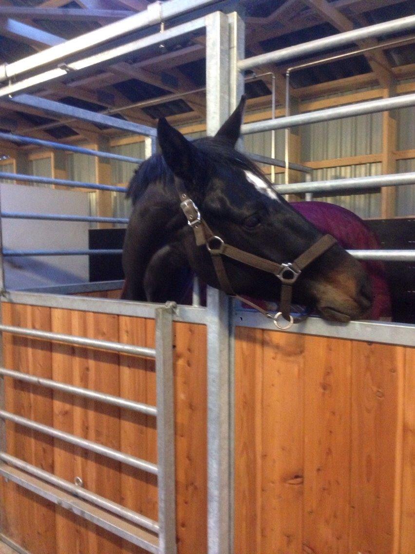 Dansk Varmblod Pinvigs Cha Cha billede 18