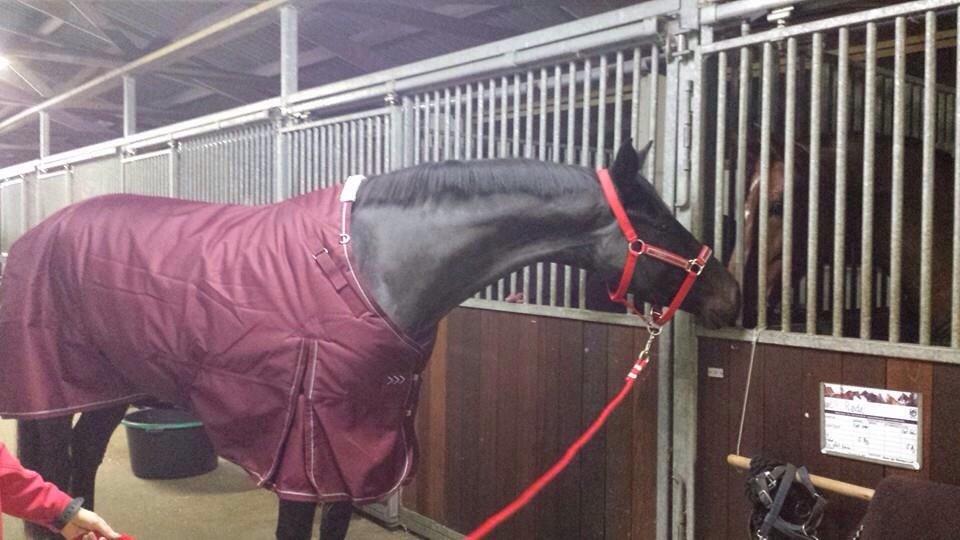 Dansk Varmblod Pinvigs Cha Cha billede 19