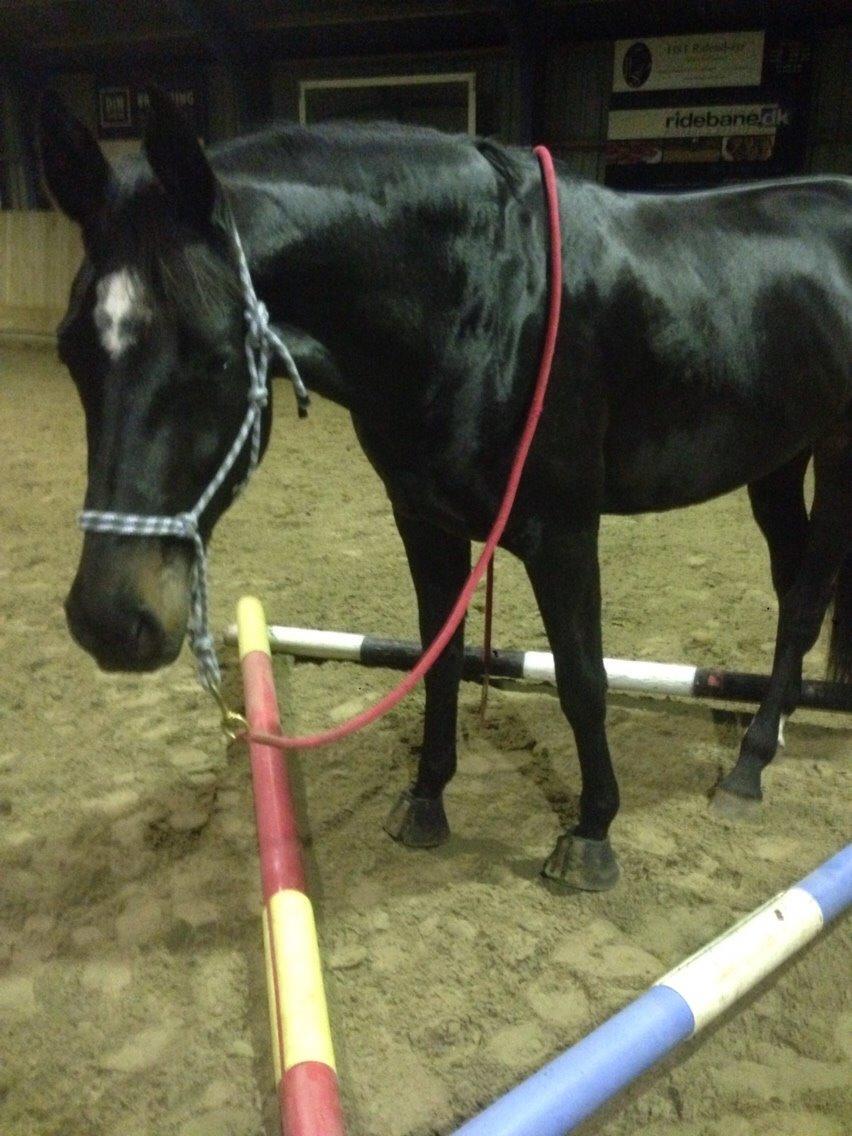 Dansk Varmblod Pinvigs Cha Cha billede 21