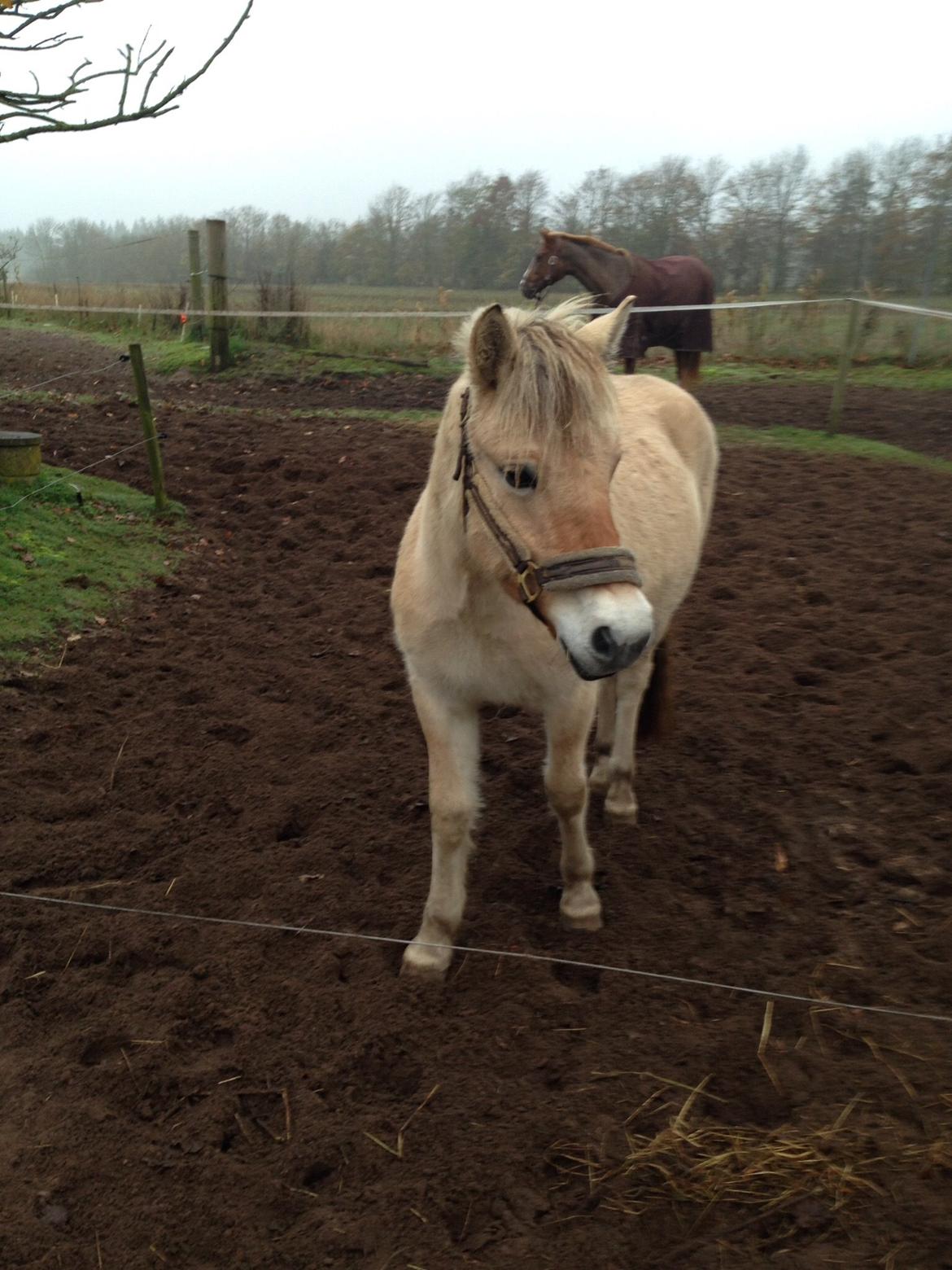 Fjordhest Vikkelsøe's unika billede 12