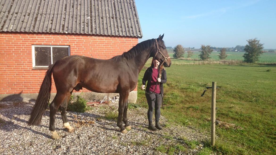 Dansk Varmblod Saigon - Den dag vi hentede ham. Han er stadig hævet her, efter kastration. Dejlig dag med min nye babs. Han gik lige i trailer og gør det stadig hver gang. Han er så dygtig! 4. oktober 2014 billede 19