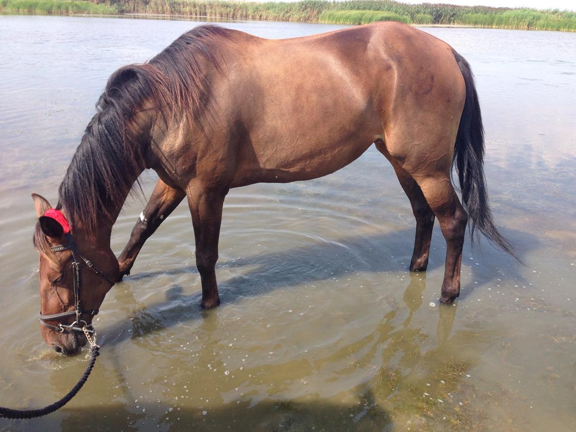 Traver Raphia billede 8