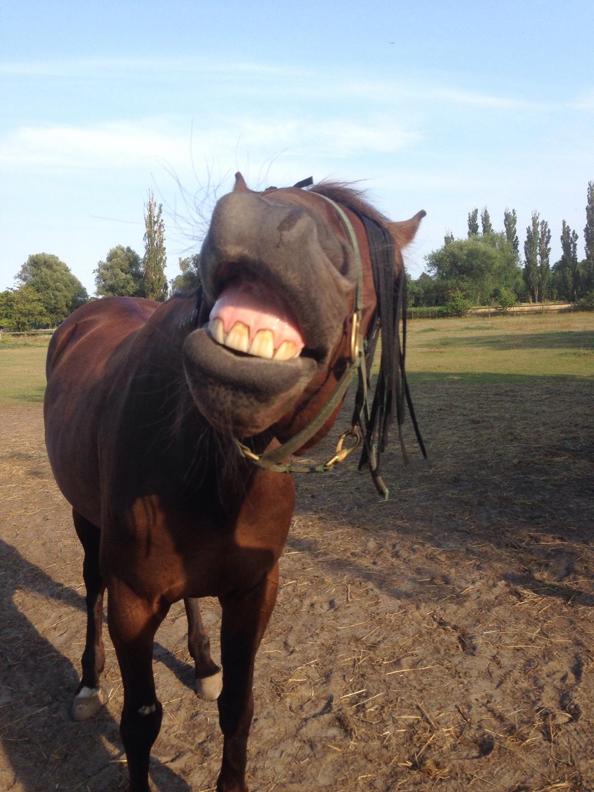 Traver Raphia billede 17