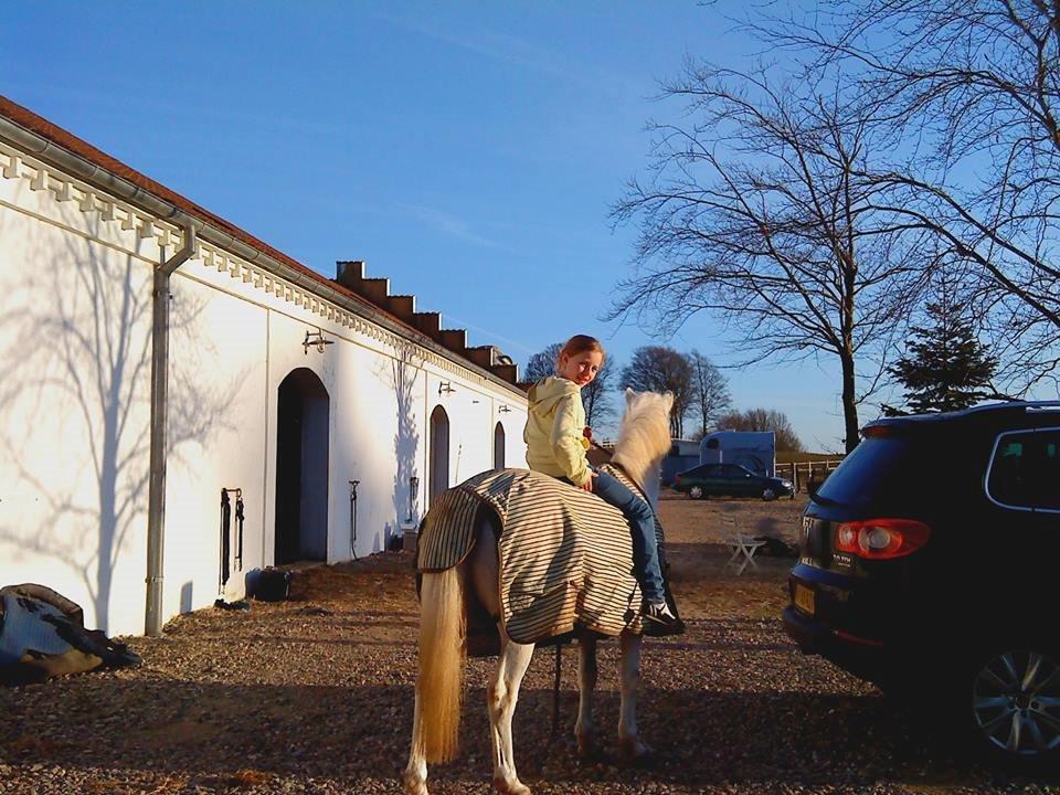 Anden særlig race Junker <3 billede 19