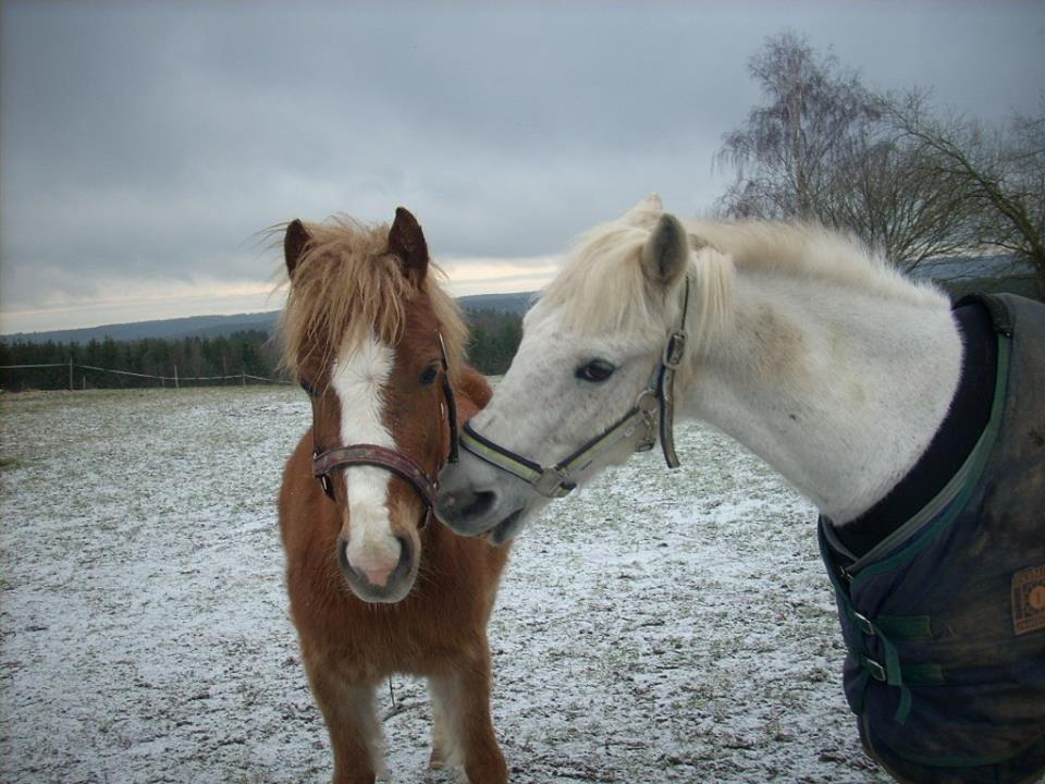 Anden særlig race Junker <3 billede 34