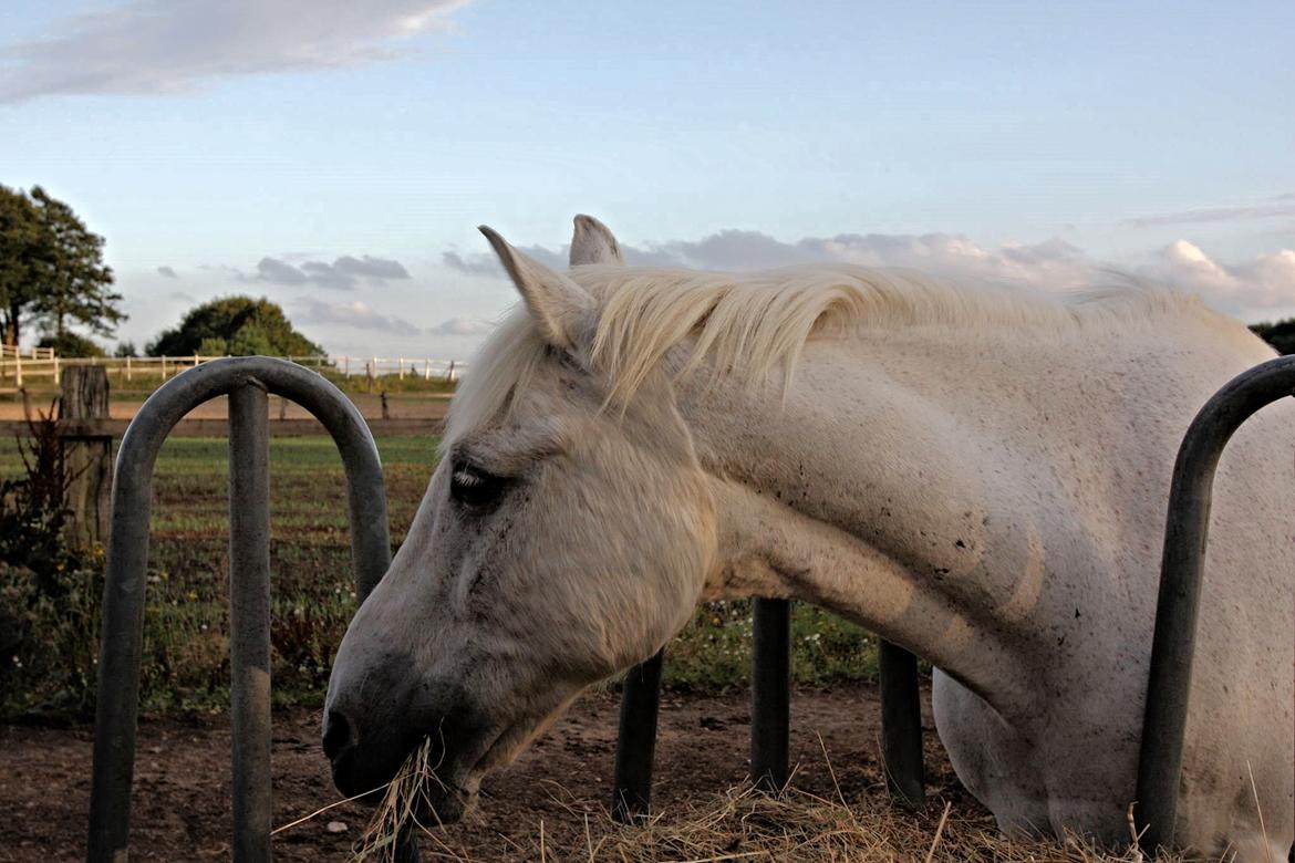 Anden særlig race Junker <3 billede 1
