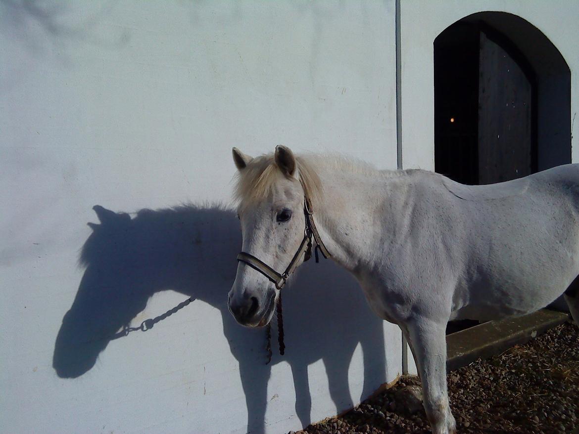 Anden særlig race Junker <3 - You the only one for me.
 billede 3