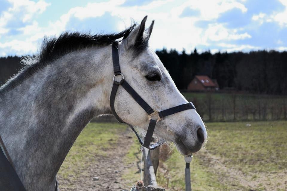 DSP Grønborg's Cassius Clay - I love you! billede 16