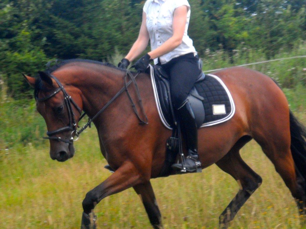 Dansk Varmblod Malou Magic - Malou og jeg - dressur træning, sommer 2014. billede 4