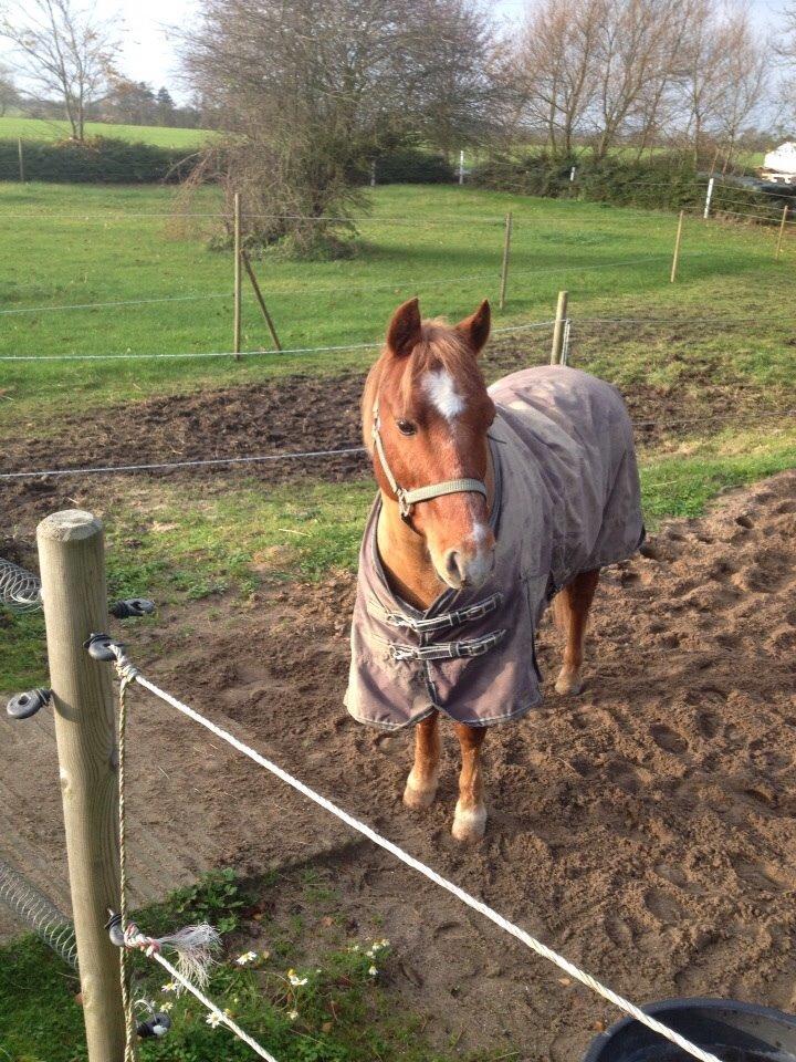 Anden særlig race Clements Gipsy King billede 2
