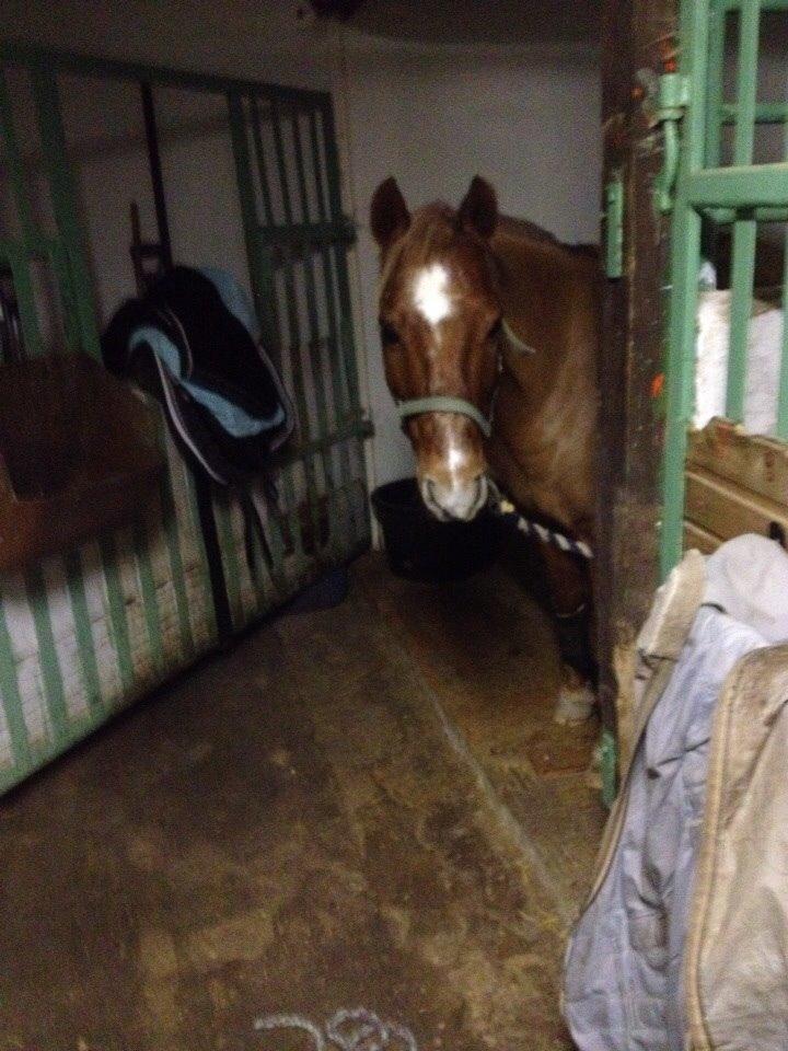 Anden særlig race Clements Gipsy King billede 1