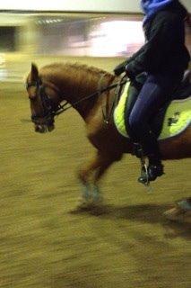 Anden særlig race Clements Gipsy King billede 3